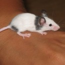 Мышь японская карликовая