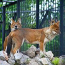 Волк красный