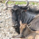 Гну голубой