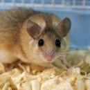 Иглистая мышь