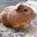 Свинка морская