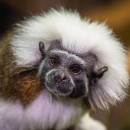 Эдипов тамарин