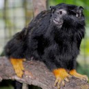 Тамарин краснорукий