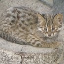 Кот дальневосточный