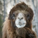 Двугорбый верблюд