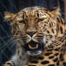 Дальневосточный леопард