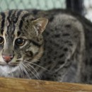 Кот виверровый