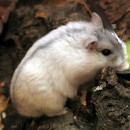 Джунгарский хомячок