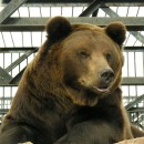 Медведь бурый