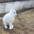Заяц-беляк