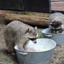 Енот-полоскун