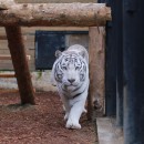 Тигр бенгальский (белая вариация)