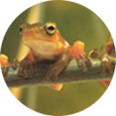 Земноводные