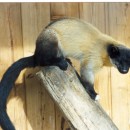 Харза уссурийская