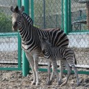 Зебра Чапмана