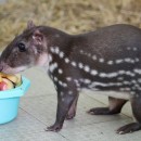 Пака равнинная