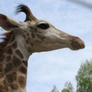 Жираф Южно-Африканский